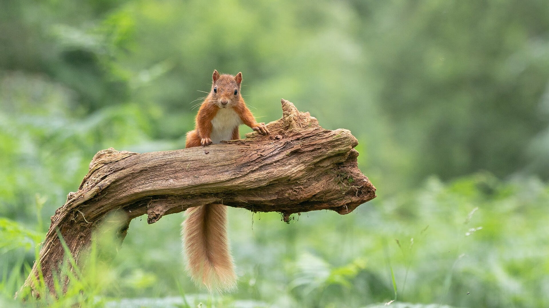 金色狂想曲,当多特蒙德鏖战乌克兰,阿圭罗统治了不属于他的舞台