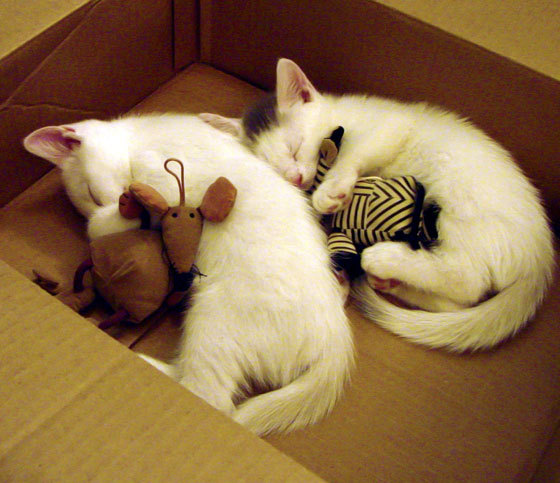 逆转基因，从德国队绝地反击到张本智和的关键制胜—跨越球类的竞技密码