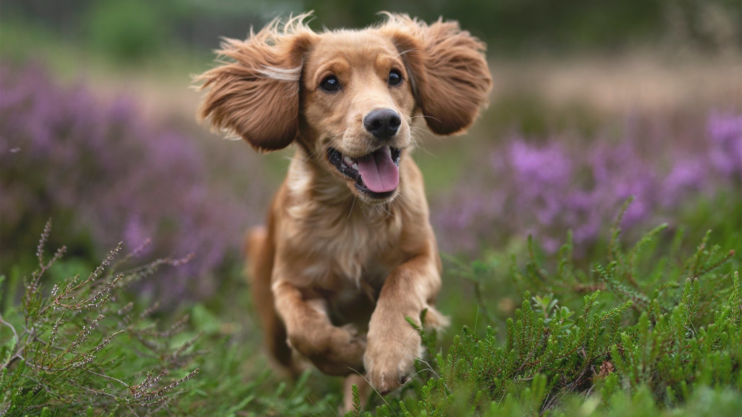 跨越领域的辉煌，波兰队力克德国队与王皓刷新纪录的体育赞歌