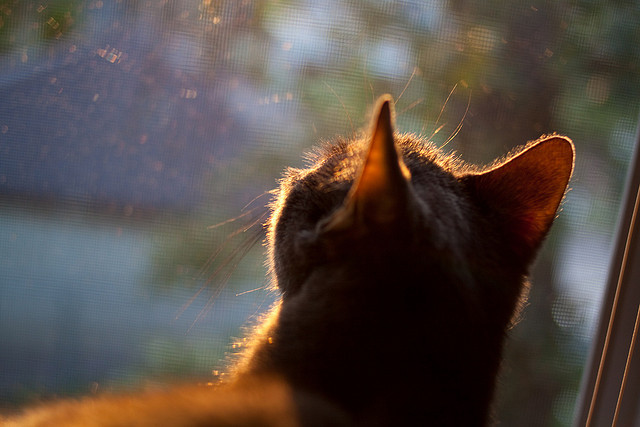 伊莫拉的红色闪电，当跃马铁蹄踏碎银箭神话，维斯塔潘在废墟上雕刻新的纪元