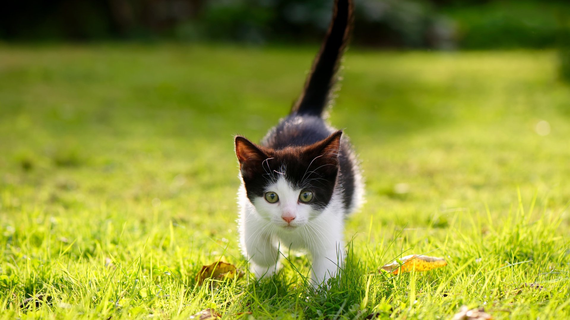 爵士血拼奇才，F1街道赛的永恒之战，天才与经验的灵魂对决