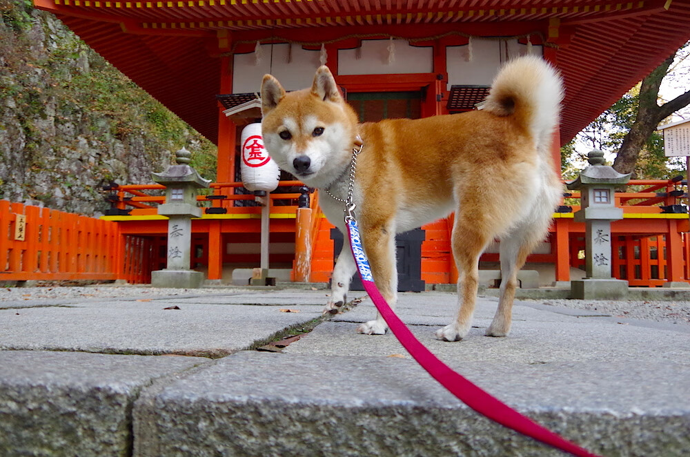 班凯罗锁定胜局！北京生死战险胜尼克斯，他站了出来