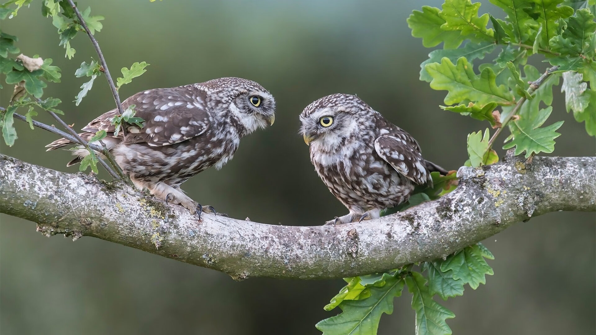 当公牛与勇士在数字战场对决，杰伦·格林成为跨越次元的节奏掌控者