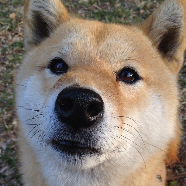 今夜，唯杜兰特定义伟大