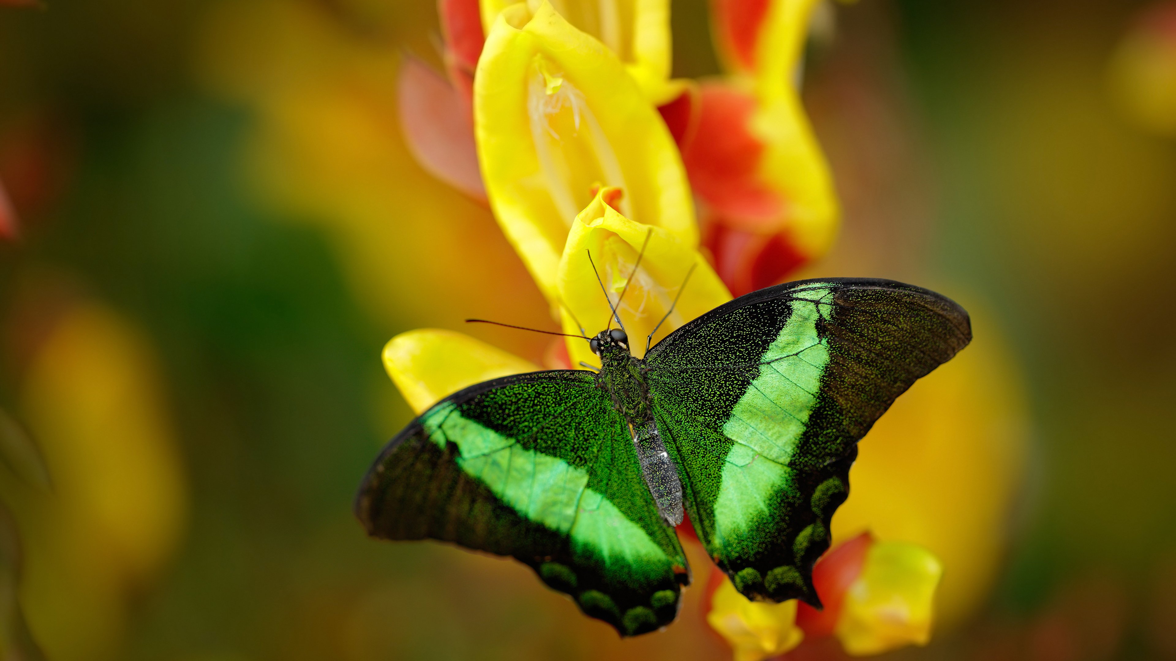 当毕尔巴鄂的战术板遇见波斯铁壁，基耶萨的教科书式破局