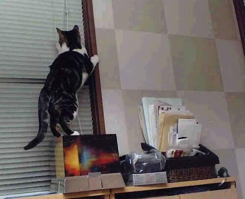 终结悬念的神图，塞内加尔如何让冰岛战术板上的布雷默成为无解难题？